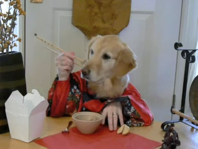 Wasabi_and_Ginger_golden_retriever_dog_eats_with_hands